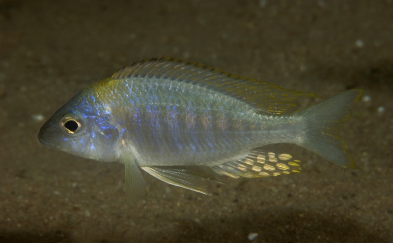 Aulonocara nyassae 'Masasa Reef'